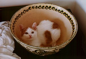 Vronsky as a baby/kitten