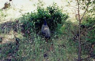 Peahen