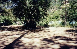 Tents within the trees