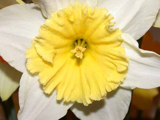 Yellow Centered Daffodil