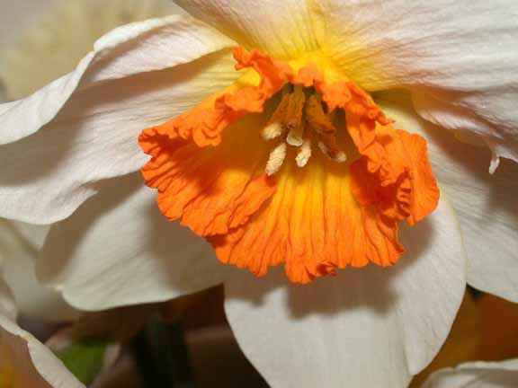 Orange Centered Narcissus