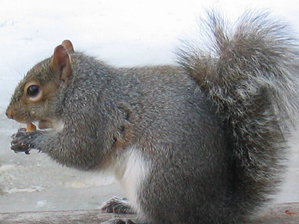 Squirrel Visiting in Feb 2004 Icy Snow