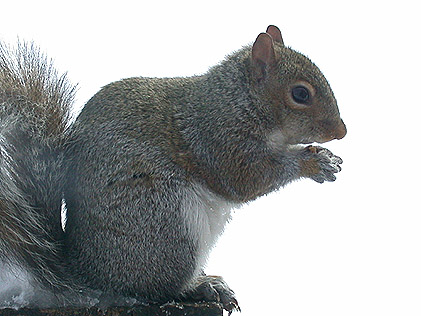Squirrel Visiting in 2003 Blizzard