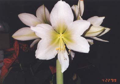 Len's Amaryllis