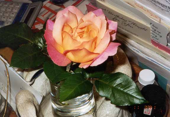 The Last Rose of 2001--Chicago Peace Rose