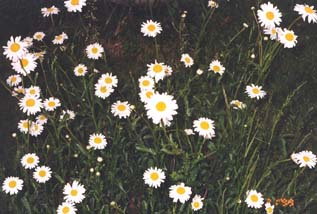 Jane's English Daisies