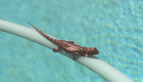 lizard in pool