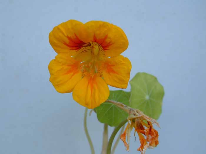 The Last Nasturtium of 2001