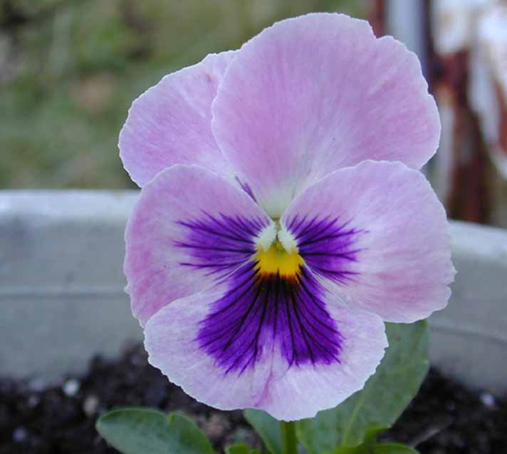 Pansy