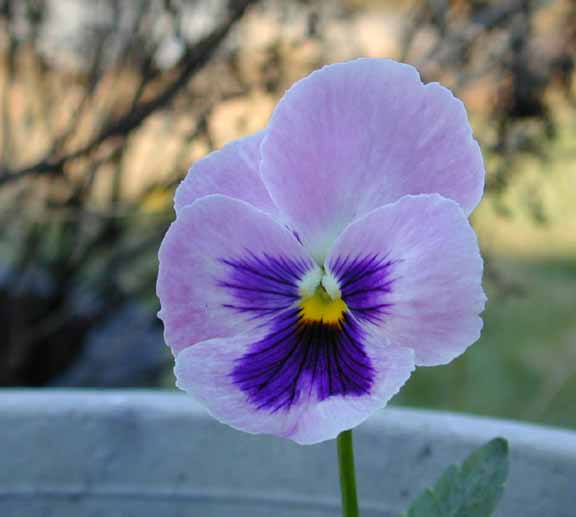 Pansy