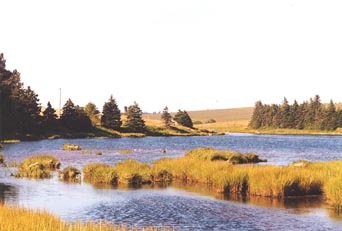 Marsh in French River