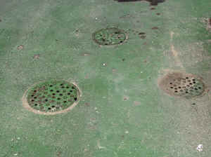 3 Green Covers