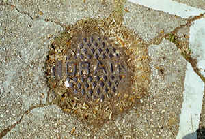 Drain Cover with Dusty Leaves