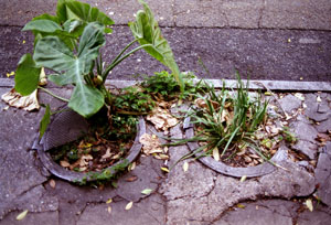 Garbage Hole Planters