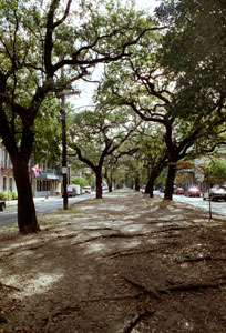 Trees on the Boulevard