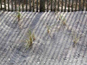 Sand Grass Swirl
