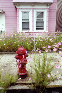 Somerville Hydrant with Pink House and Flowers