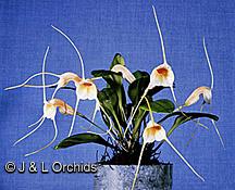 J&L Orchids