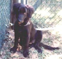 MJ's Baby Black Retriever at 12 weeks, 7/4/95, adopted from New Leash on Life