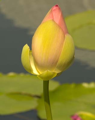 LOTUS BUD