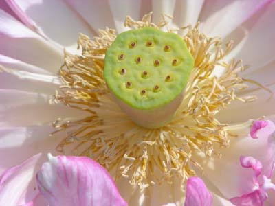 LOTUS CENTER