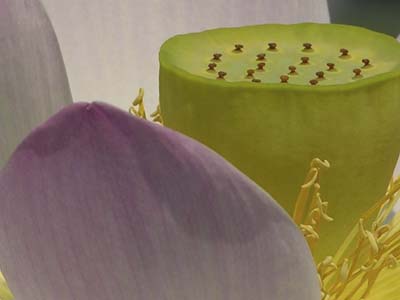 LOTUS CLOSEUP