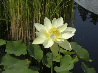 LOTUS IN YELLOW