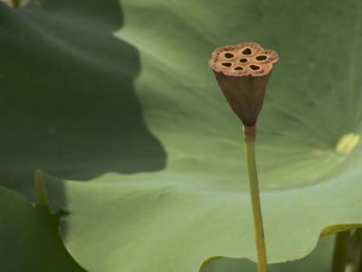 LOTUS POD SMALL