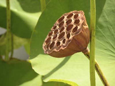 LOTUS POD