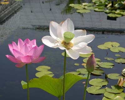 LOTUS TRIO