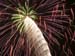 FIREWORKS THREE COLOR