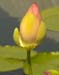 LOTUS BUD