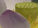 LOTUS CLOSEUP