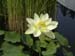LOTUS IN YELLOW