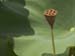 LOTUS POD SMALL