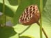 LOTUS POD