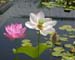 LOTUS TRIO
