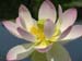 PINK LOTUS