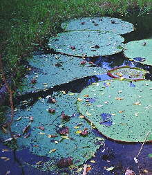 [more giant lilypads]
