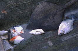 [closeup of fish: piranha!]