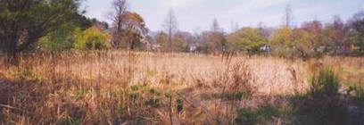 Marsh Habitat Arnolds Arboretum