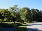 Arnolds Arboretum - Summer