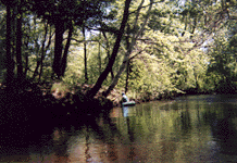 Ryan Ornamental along the Middle River