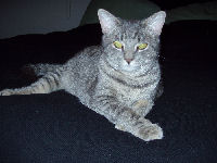 Tabby-cat-domestic-shorthair-fo (12K)