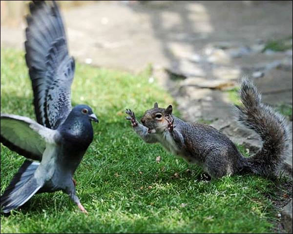 squirely.jpg