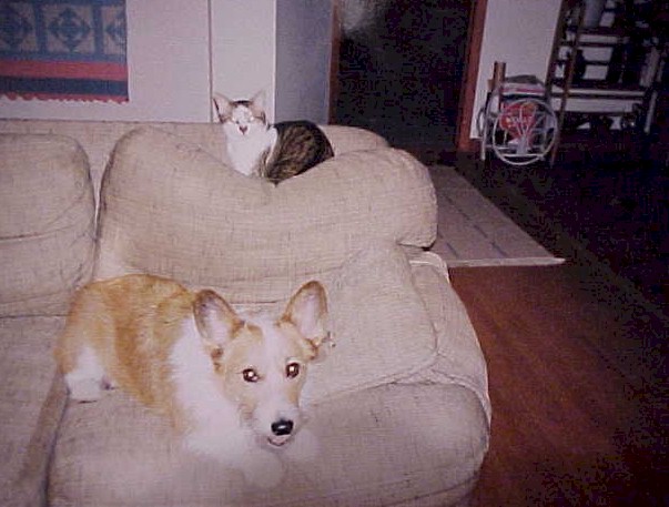 Pi & Inca