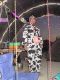 image/_aut_0655.jpg, 2.4K, Oh no!  It's the MAD COW!!!!