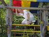 Ken can't pass up a jungle gym!