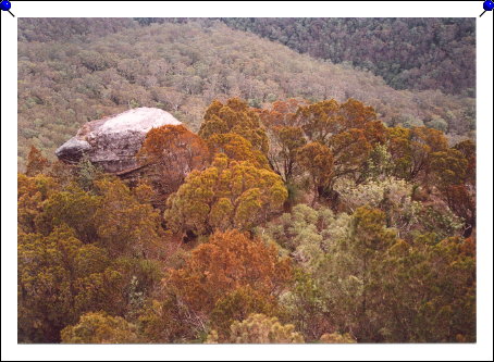 Blue Mountains - trees