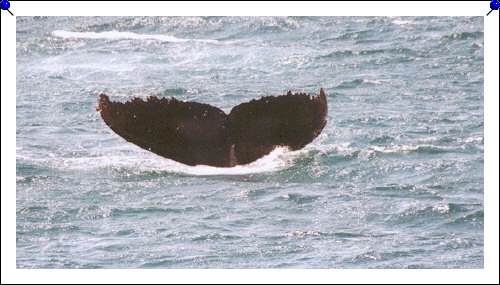 Jervis Bay - humpback tail